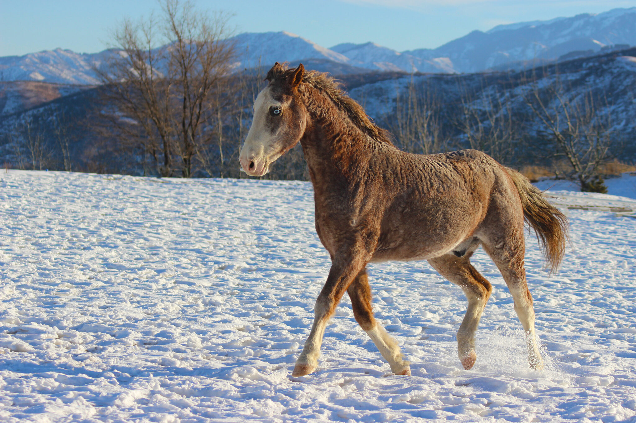 Bashir Curly Horse